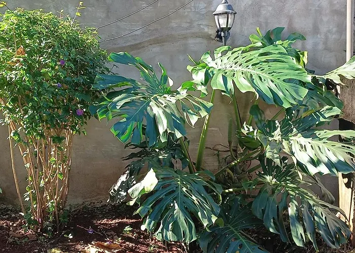 Naturaleza Pura