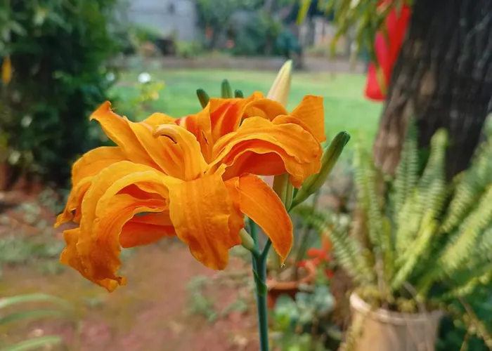Naturaleza Pura