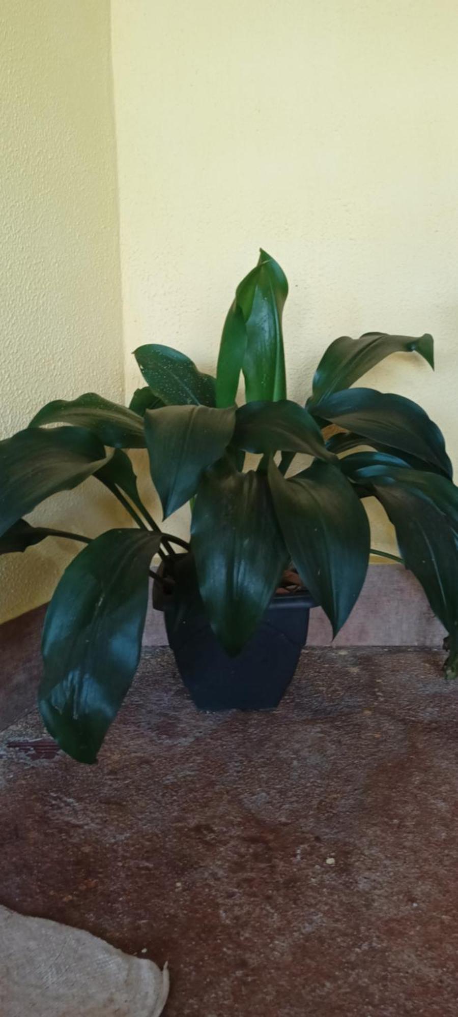 Naturaleza Pura *