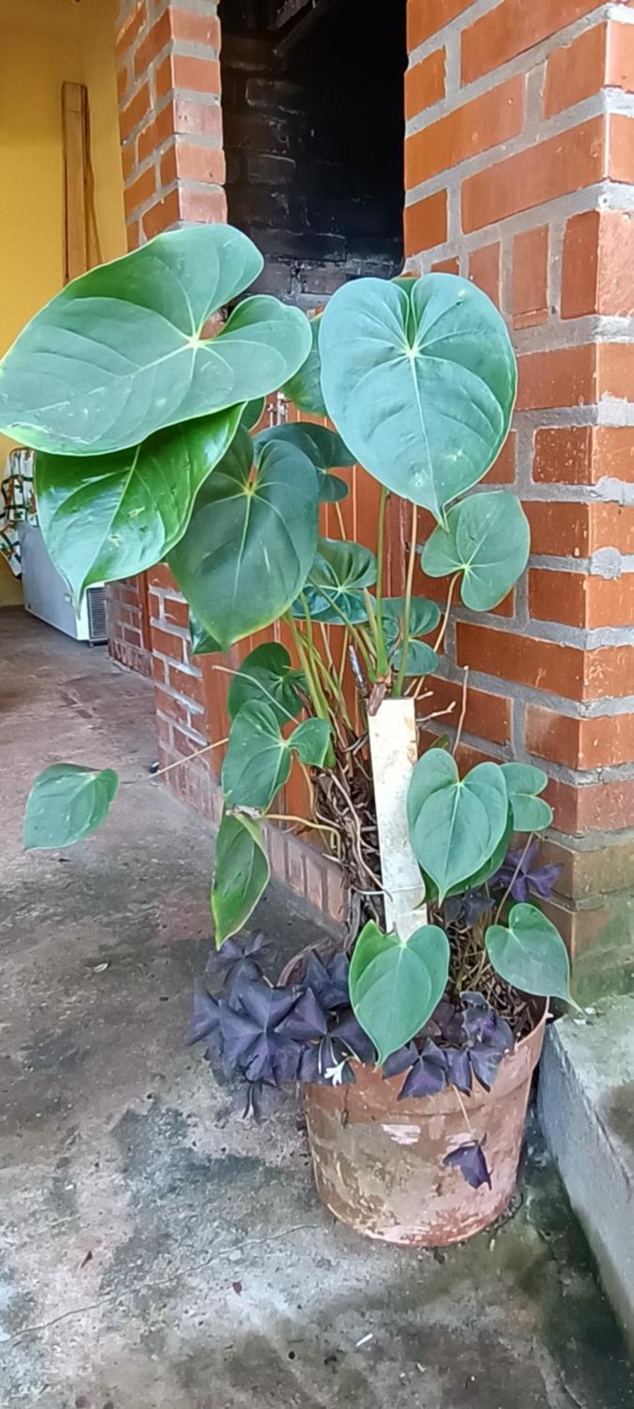 Naturaleza Pura