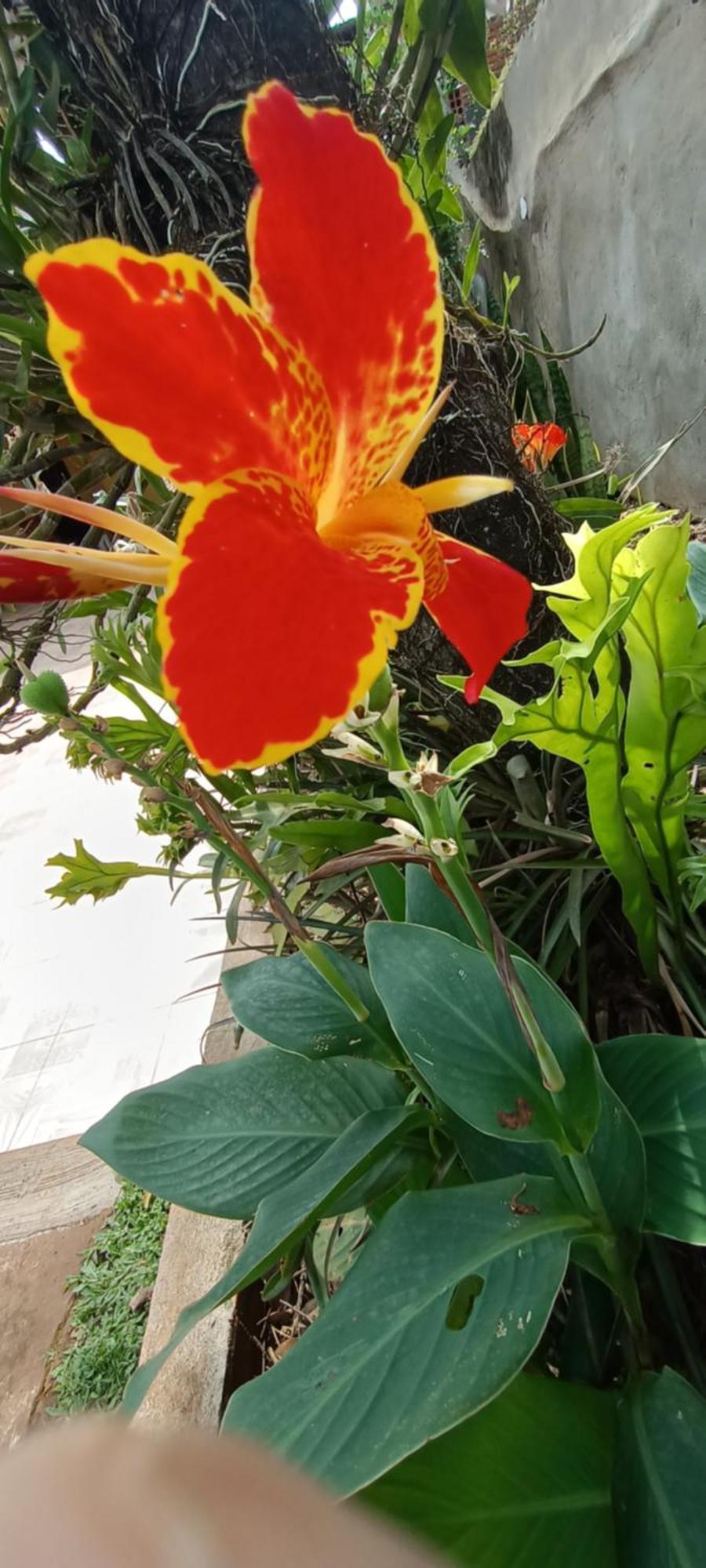Naturaleza Pura