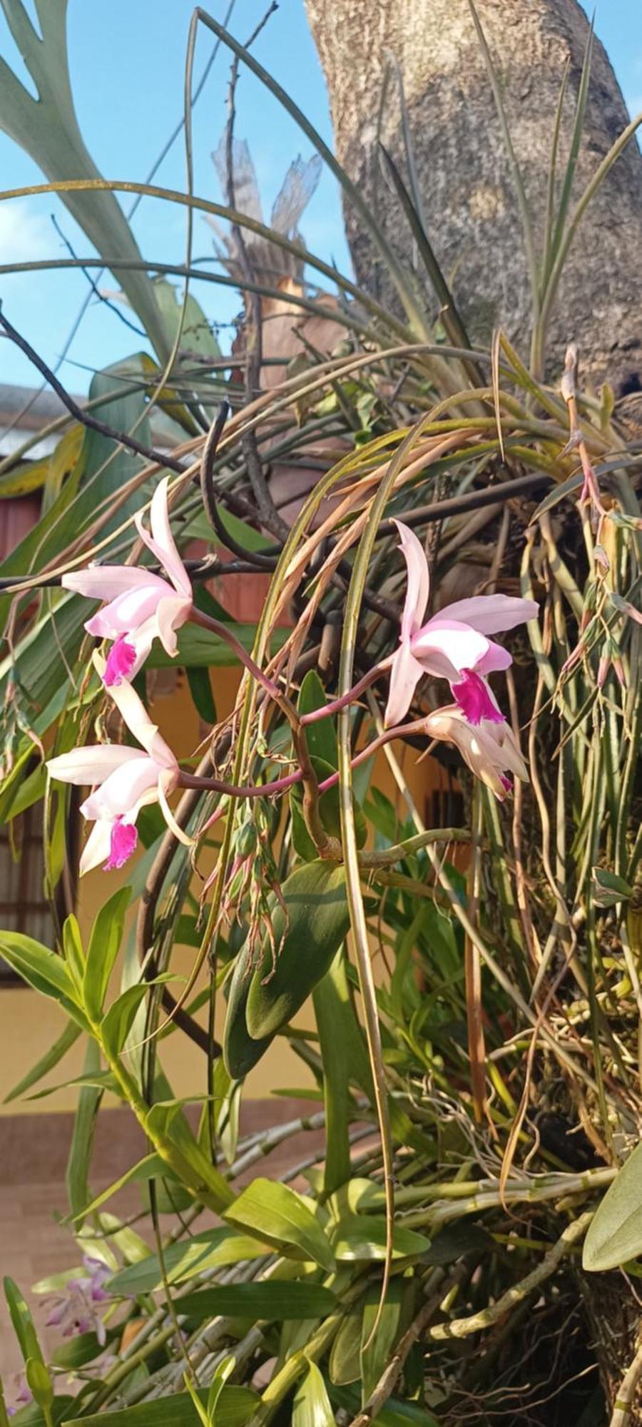 Naturaleza Pura *