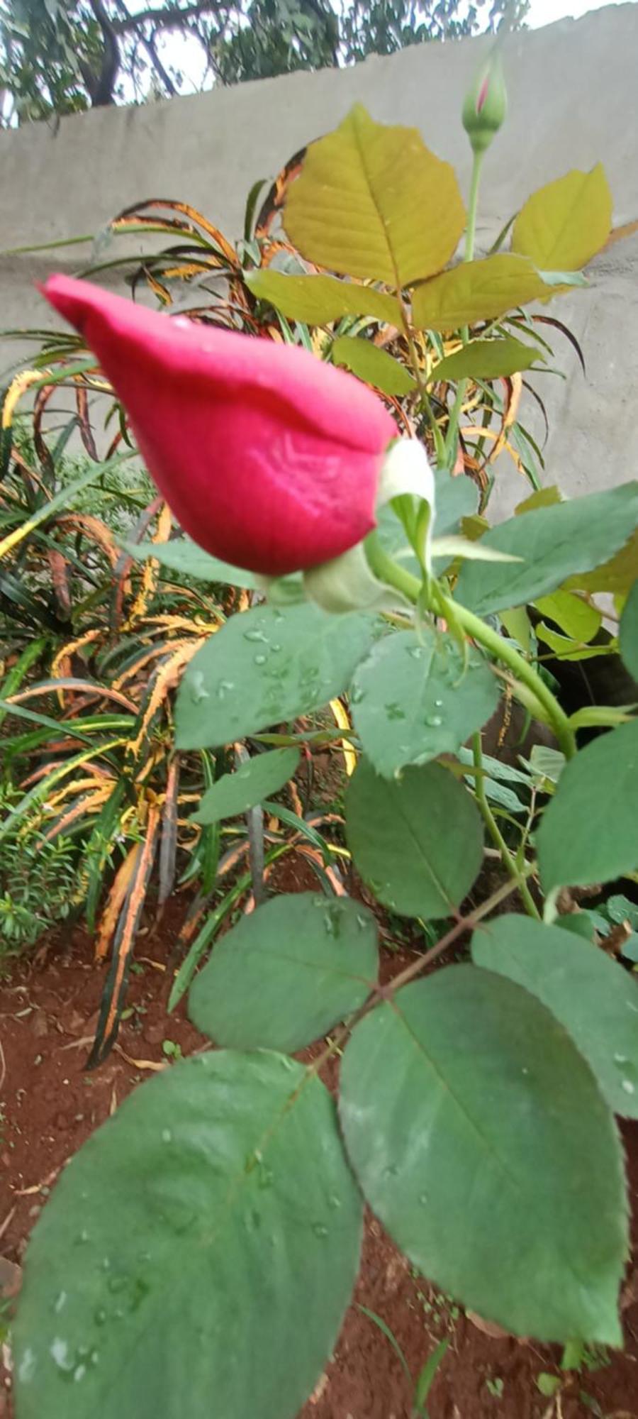 Naturaleza Pura *