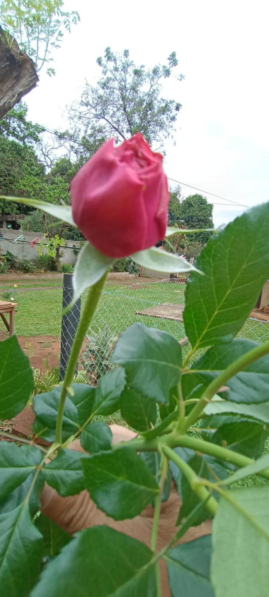 Naturaleza Pura