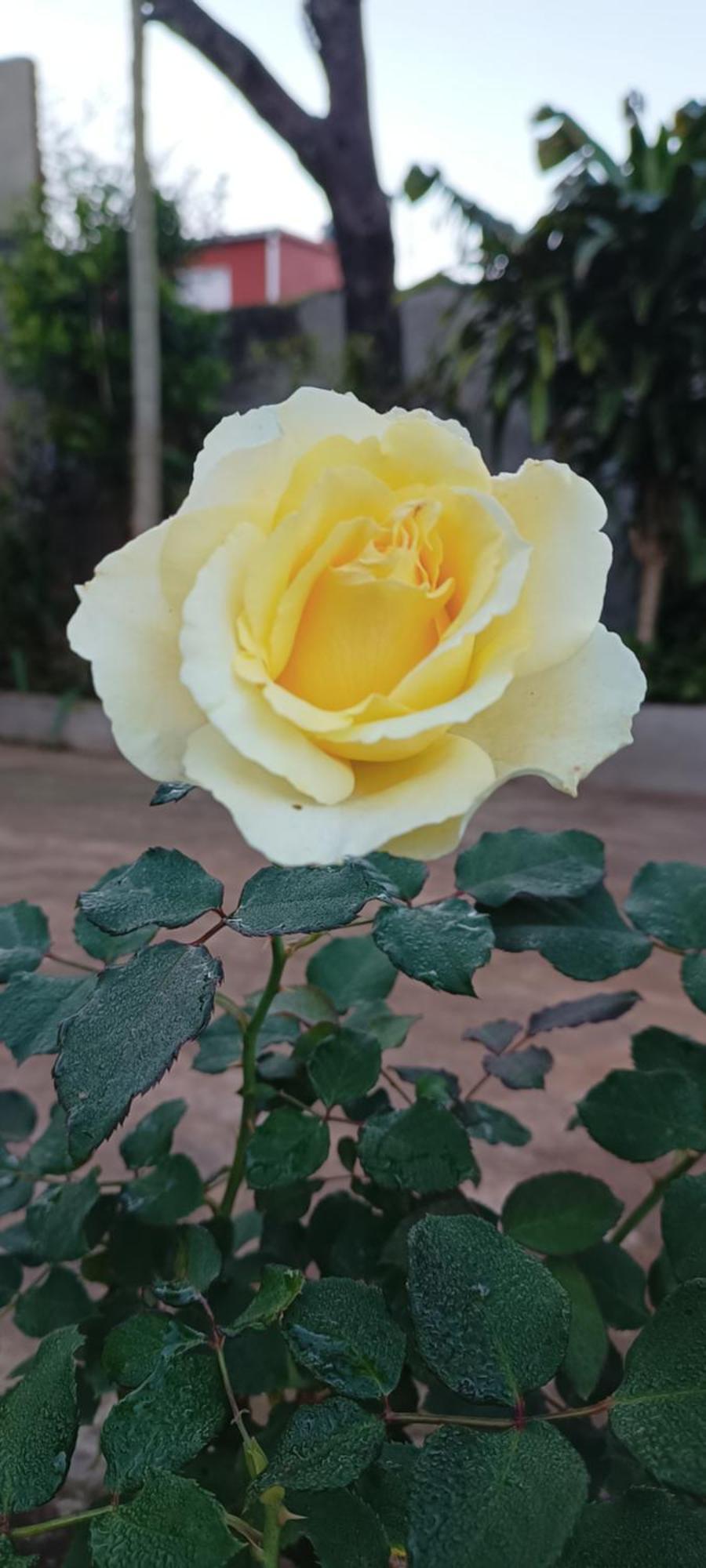 Naturaleza Pura