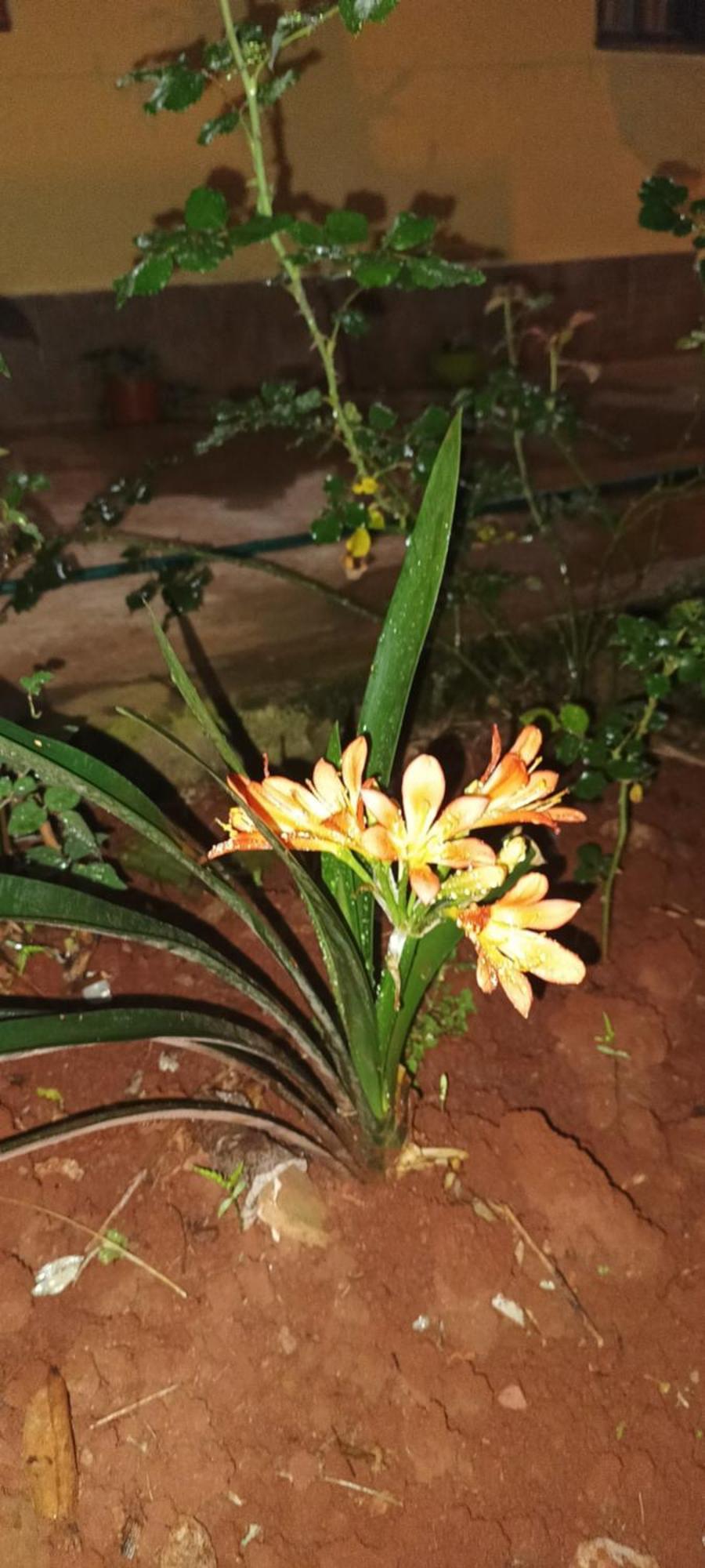 Naturaleza Pura *